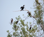 2016 06 11 WildLife MPLS 004